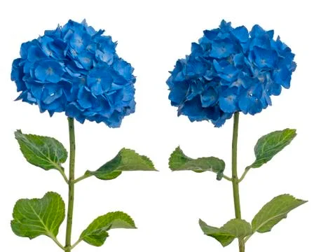 Lacecap hydrangea (macrophylla normalis) Foto stock
