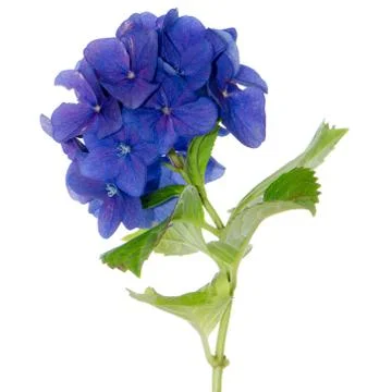 Lacecap hydrangea Foto stock