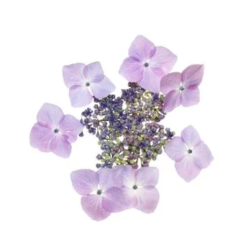 Lacecap Hydrangea Stock Photos