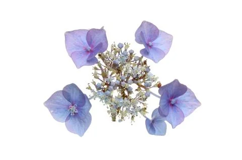 Lacecap hydrangea Stock Photos