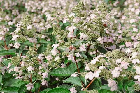 Lacecap Hydrangea Shrubs Blooming with Light Pink Petals Foto stock