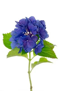 Lacecap Hydrangea Side view of Lacecap Hydrangea isolated on white backgro... Stock Photos
