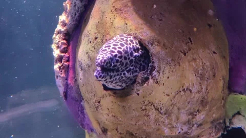 Laced Moray fish Stock Footage 231541169