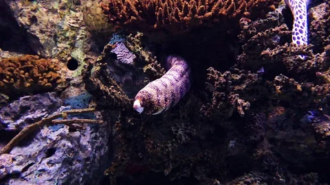 Laced Moray Stock Footage 104852626