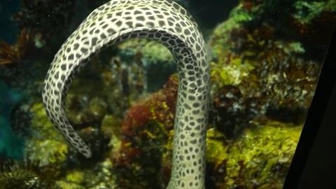 Laced Moray or Leopard Moray Eel in aquarium 1 Video stock 305356566