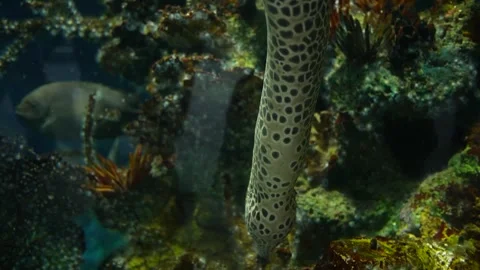 Laced Moray or Leopard Moray Eel in aquarium 2 Video stock 305356661
