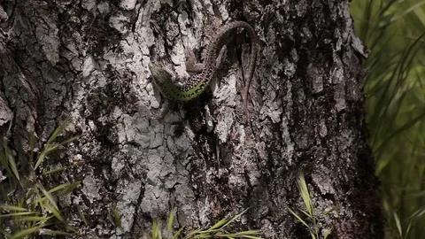 Lacerta agilis Europe Stock Footage
