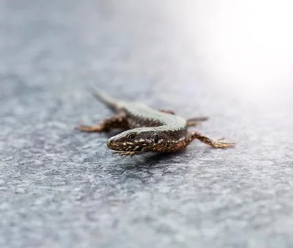 Lacerta agilis Stock Photos