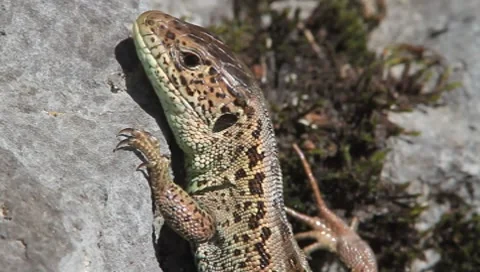 Lacerta agilis / sand lizard resting on rock Stock Footage 8552961
