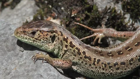 Lacerta agilis / sand lizard resting on rock Stock Footage 8553497