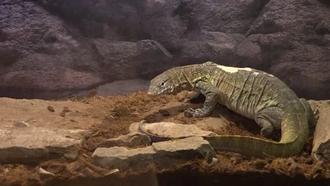 Lacerta lepida or Timon lepidus. Species of reptiles. Stock Footage 134445369