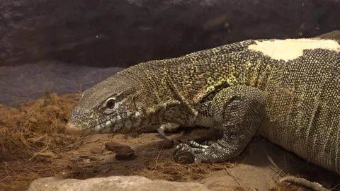 Lacerta lepida or Timon lepidus. Species of reptiles. 스톡 동영상 134445373