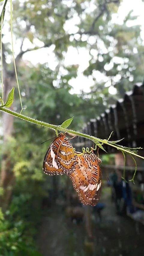 Lacewing Butterflies Mating in Backyard Garden During Rainstorm Stock Footage 337753424