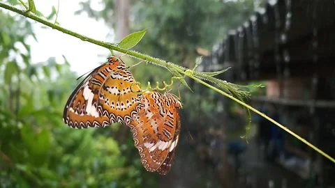 Lacewing Butterfly Mating During Backyard Heavy Rain Stock Footage 337753510