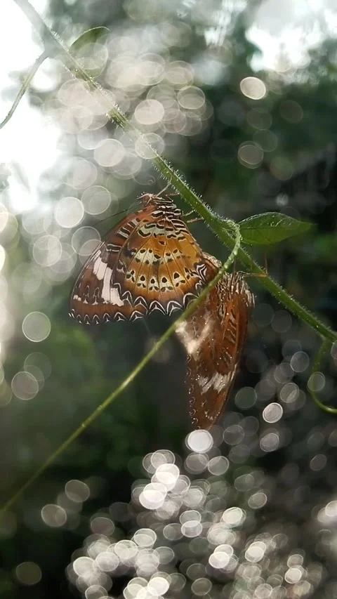 Lacewing Butterfly Mating in Heavy Rain Record by Wrapped Camera Stock Footage 337753435