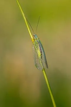 Lacewing (Chrysopidae) Stock Photos