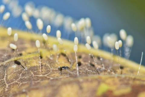 Lacewing eggs attached to a tree leaf. Stock Photos