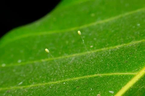 Lacewing Eggs On Green Leaf Stock Photos