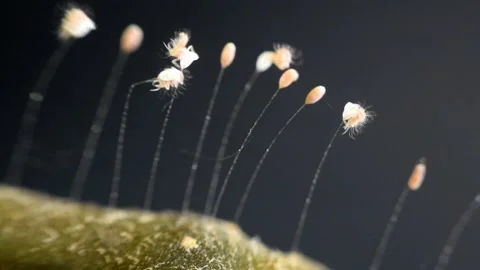Lacewing eggs hatch. Stock Footage