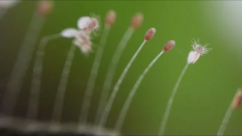 Lacewing eggs hatch. Video stock 138276733