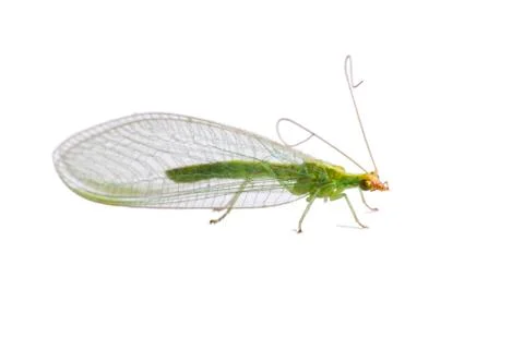 Lacewing fly Stock Photos