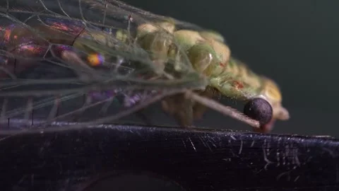 Lacewing insect at ultra high macro magnification on a dark background. Stock Footage 261280118