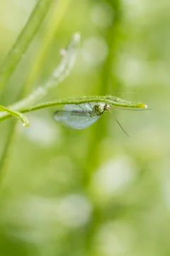 Lacewing Stock Photos