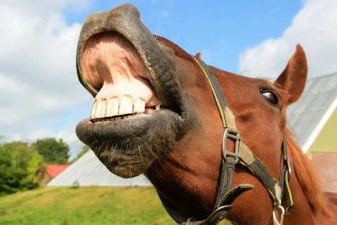 Lachend paard Stock Photos