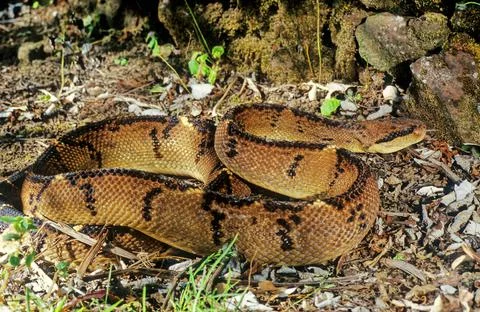 Lachesis muta Stock Photos