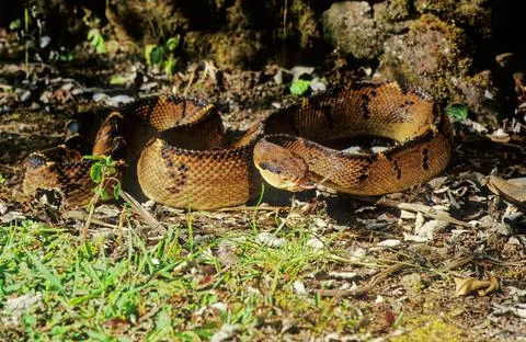 Lachesis muta Stock Photos