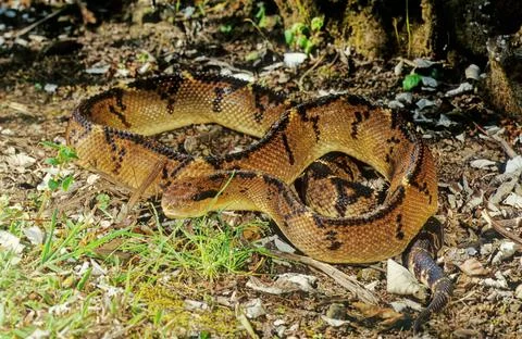 Lachesis muta Stock Photos