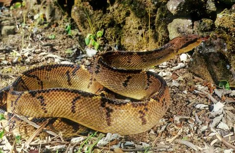 Lachesis muta Stock Photos