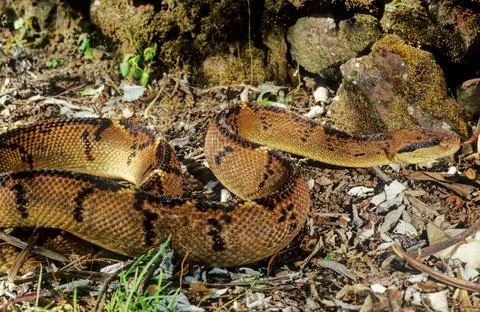 Lachesis muta Foto stock