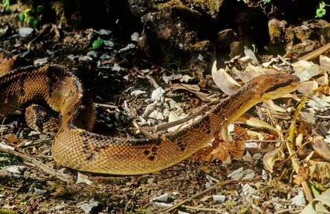 Lachesis muta Stock Photos