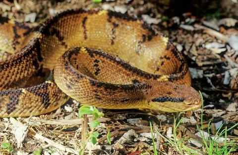 Lachesis muta Stock Photos