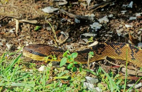 Lachesis muta Foto stock