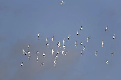  Lachmoewenschwarm bei Sturm im Binnenland / Swarm of Black-headed Gulls b... Stock Photos