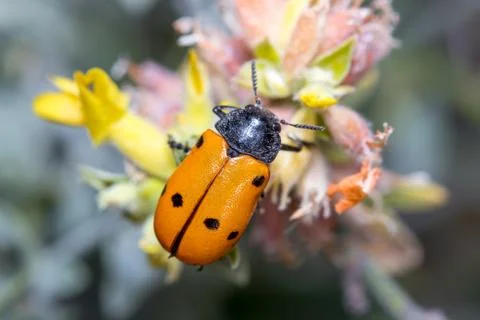 Lachnaia sp. beetle feeding from a flower on a sunny day Stock Photos