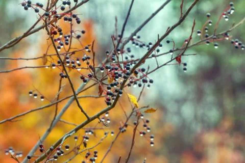 Lachrymose sentimental autumn. Bird cherry Stock Photos