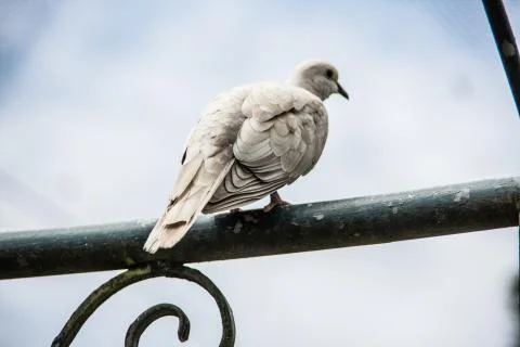 Lachtaube Stock Photos