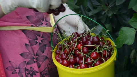 Lack of food. Cherry picking Stock Footage 163411952