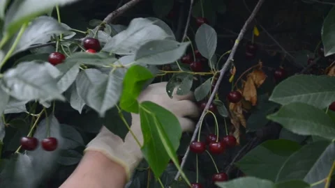 Lack of fruit. Cherry picking Stock Footage 164433500