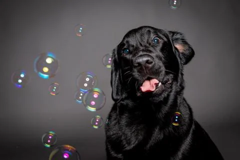Lack labrador with funny expression playing with soap bubbles Stock Photos