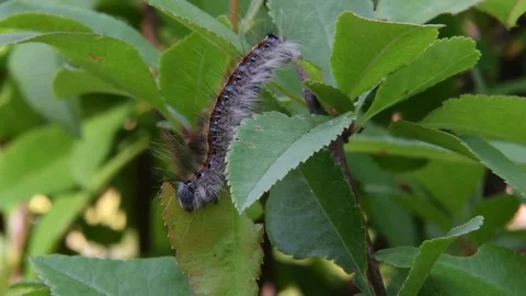 Lackey moth caterpillar eating Stock Footage 82370653