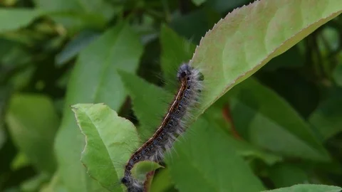Lackey moth caterpillar eating Video stock 82370685