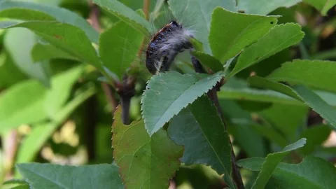 Lackey moth caterpillar turning around Video stock 82370655