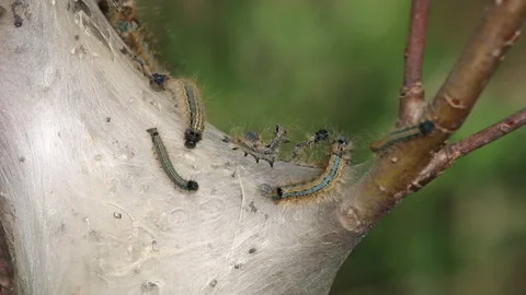 Lackey moth caterpillars crawling on nest Stock Footage 168407895