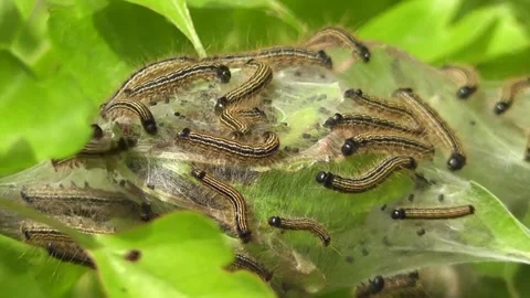Lackey Moth larvae (Malacosoma neustria) Vídeo Stock 145368620