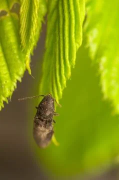 Lacon murinus Stock Photos
