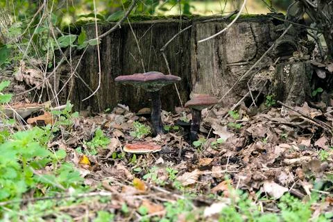 The Lacquered Bracket (Ganoderma lucidum) Stock Photos